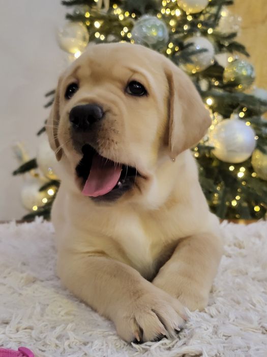 Щенки  лабрадора  ретривера!