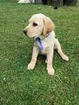 Labrador Retriever szczeniak maści biszkoptowej