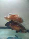 Peixe Oscar bronze