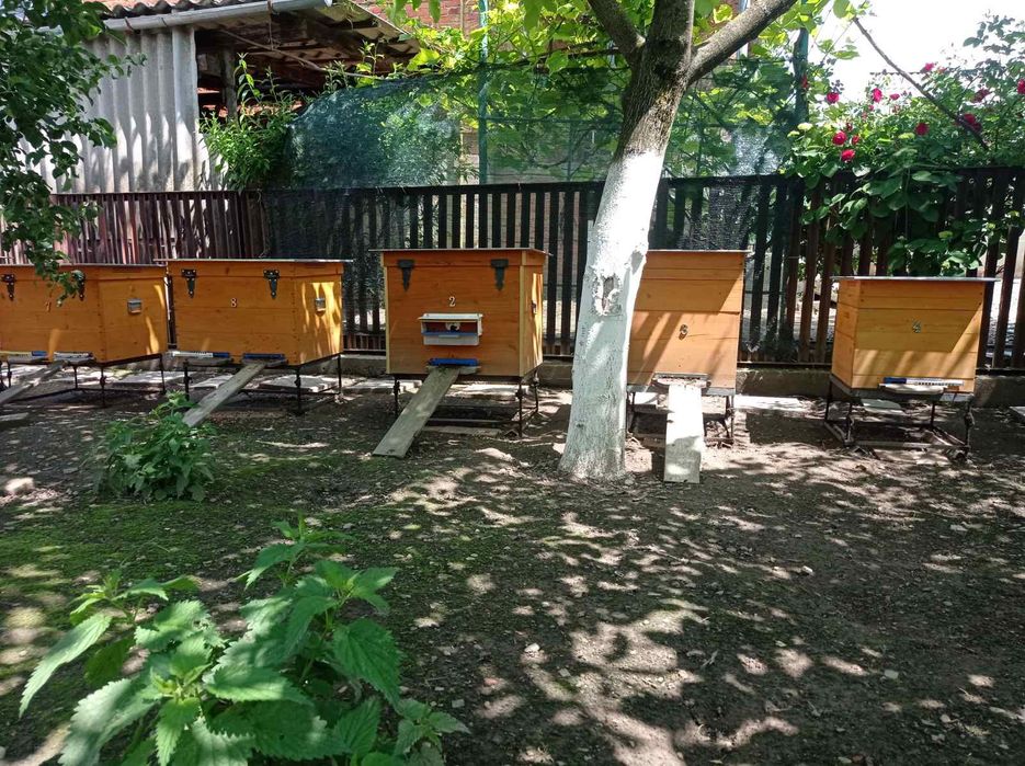 Продаю бджолопакети,  Вулики ( або бджолосімї ) Карніка.