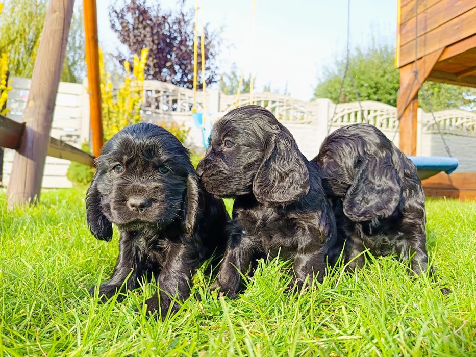 Cocker Spaniel Angielski Sunie