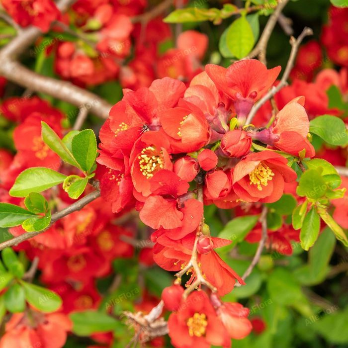 Pigwowiec pośredni 'Clementine' Pomarańczowe kwiaty (Chaenomeles)