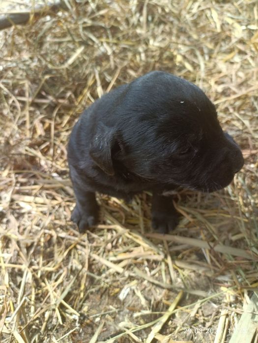 Продам цуценят лабрадора