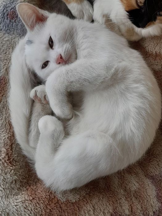 Віддаю котиків в добрі руки