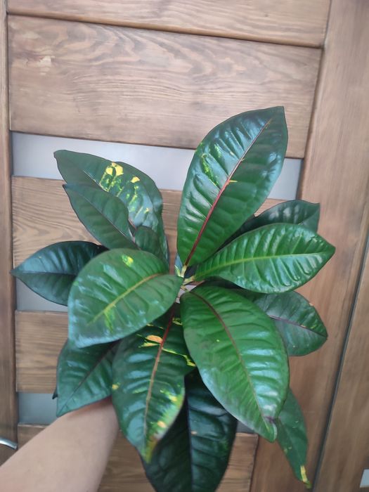 Продам домашні Кротони