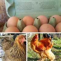 Jaja lęgowe brahma olbrzymia - drób ozdobny jajka brahmy olbrzymiej