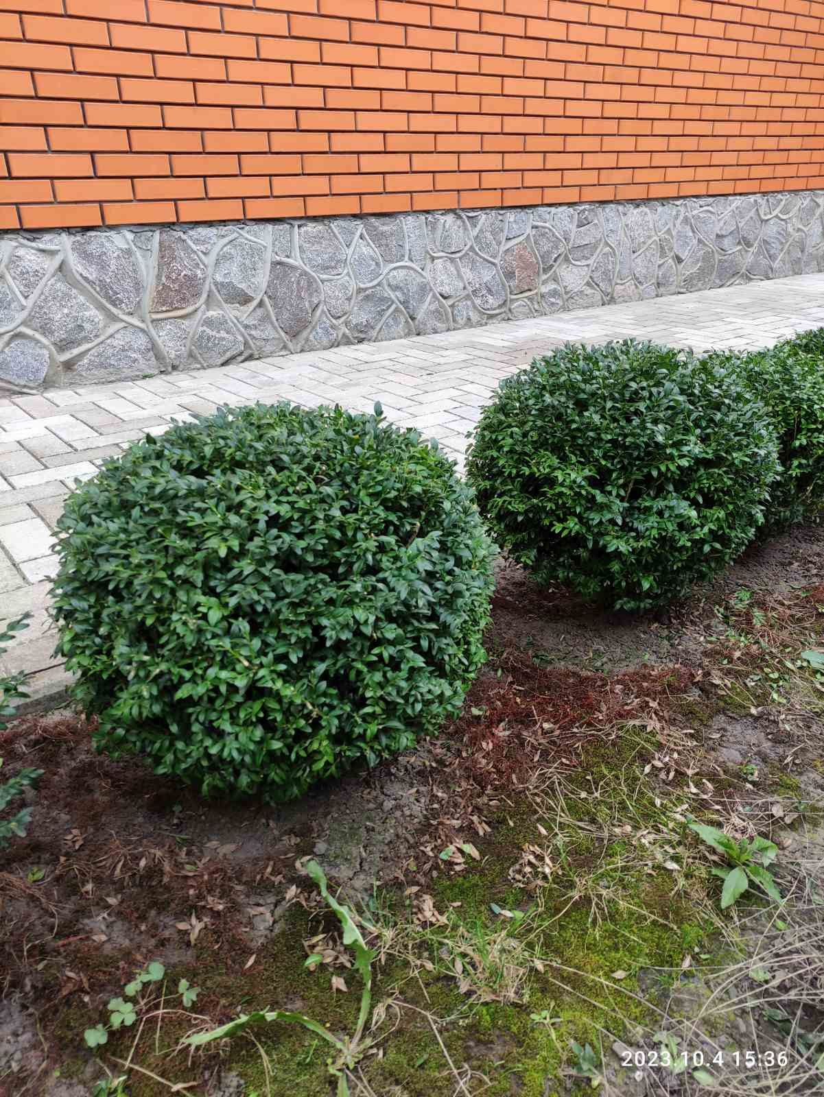 Самшит вічно зелений