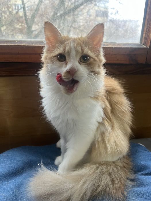 Рыженькая девочка в добрые руки!