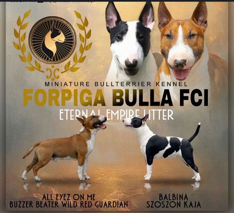 Bulterier Miniaturowy ZKwP FCI- Sunia