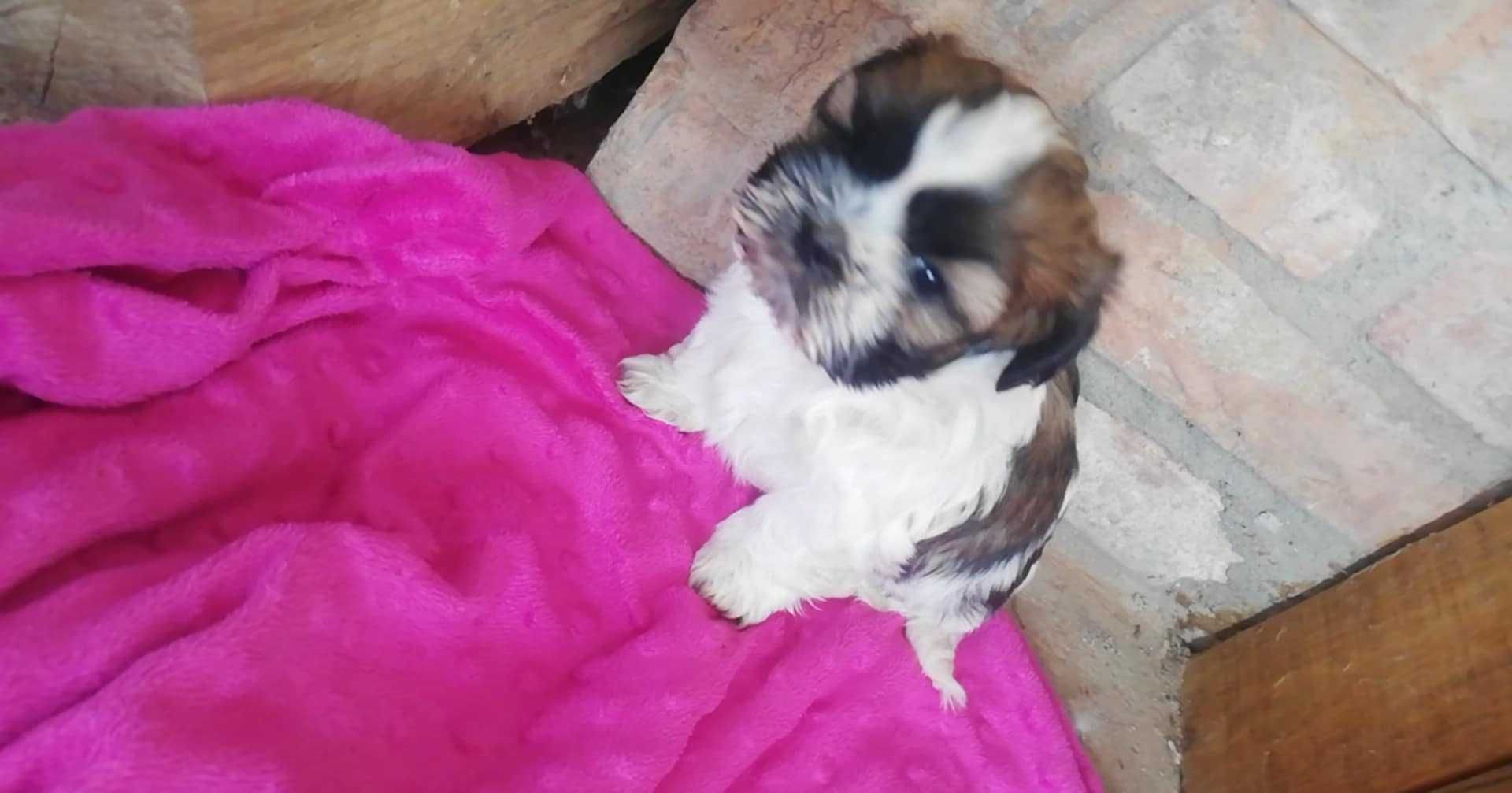 Sunia shih tzu szczeniaczek