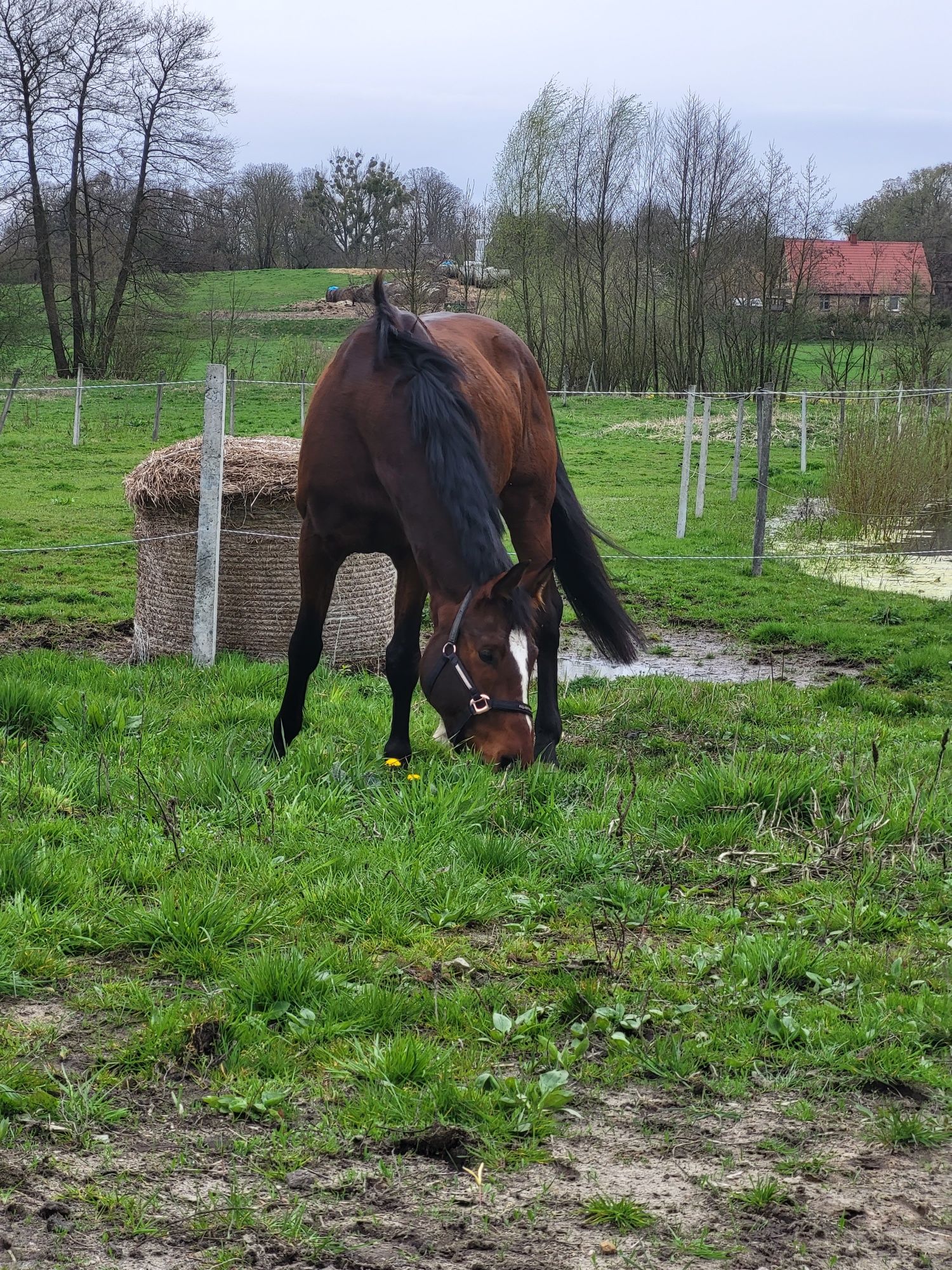 Wałach. Sprzedam/Zamienie