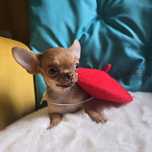 Już do odbioru *Chihuahua samiec sable xs