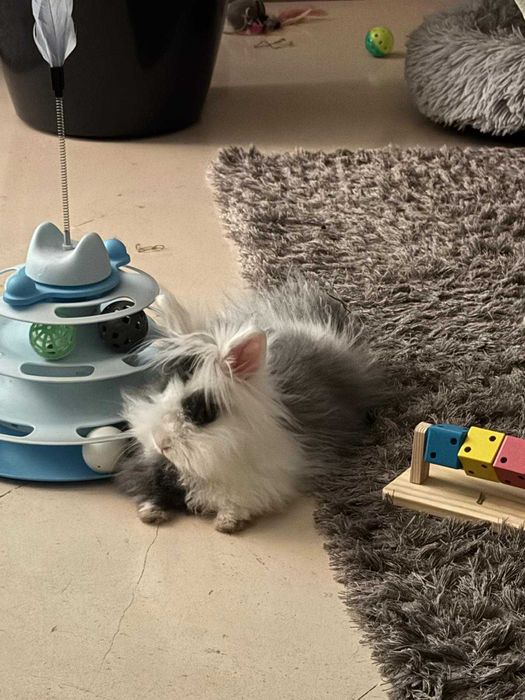 Coelha Angorá 4 meses