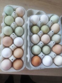 Jaja lęgowe różne rasy