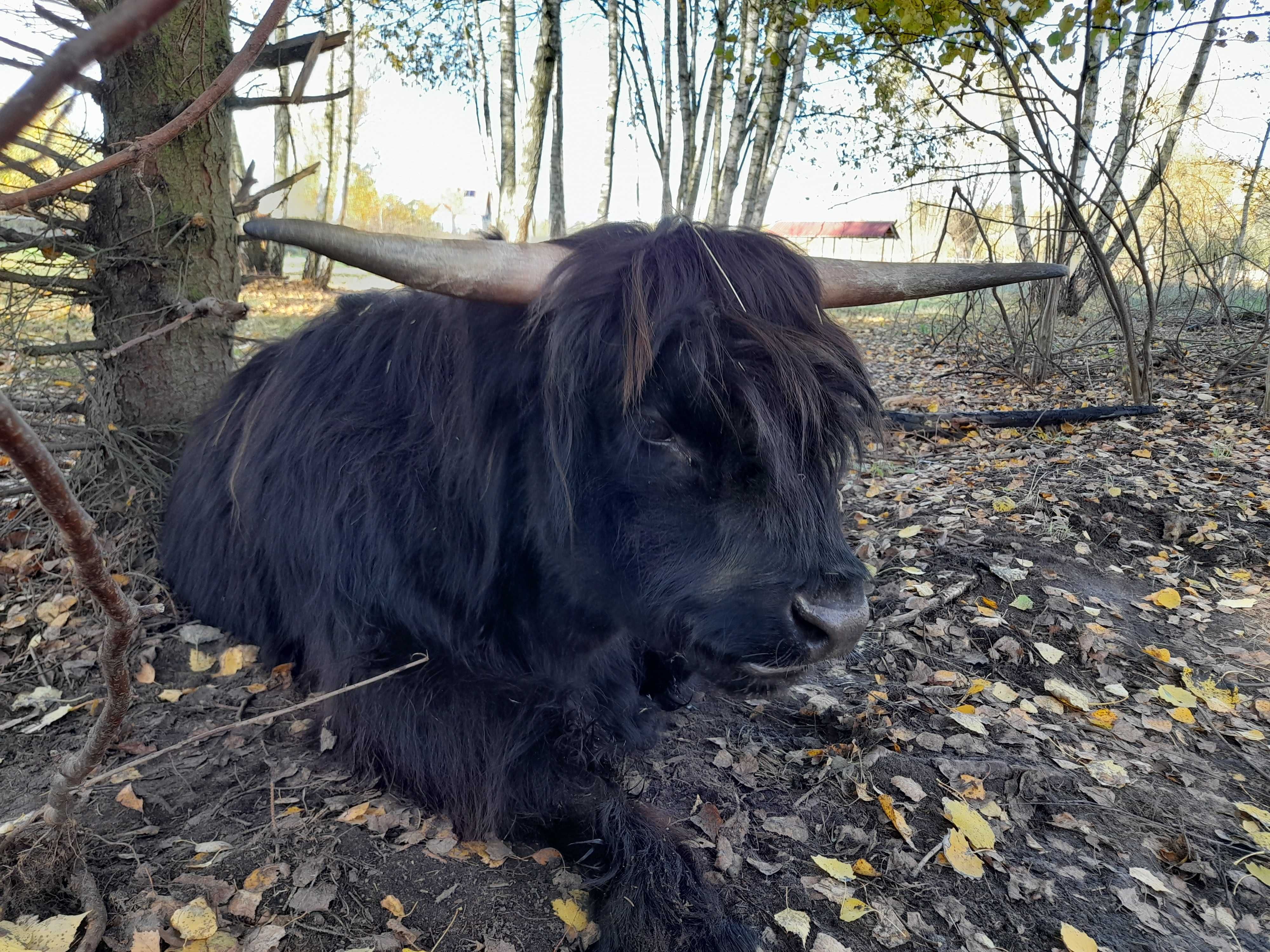 bydło szkockie HIGHLAND CATTLE jałówki/byczki