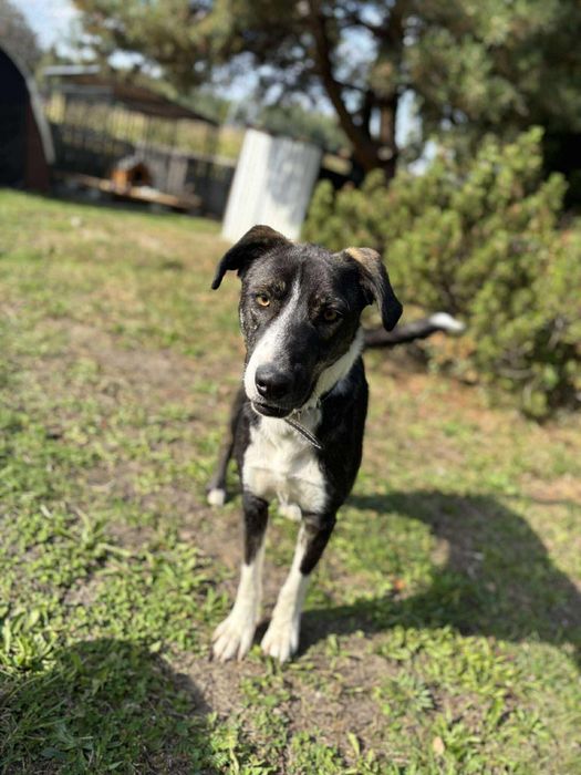 Piesek do Adopcji