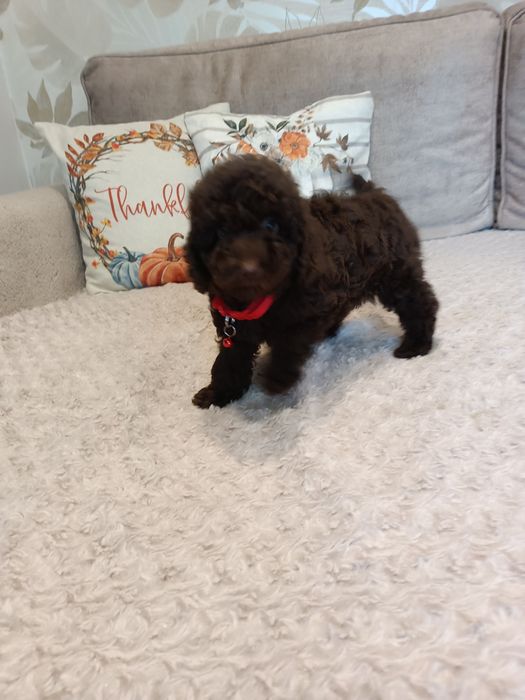 Pudel czekoladowy piesek miniaturka