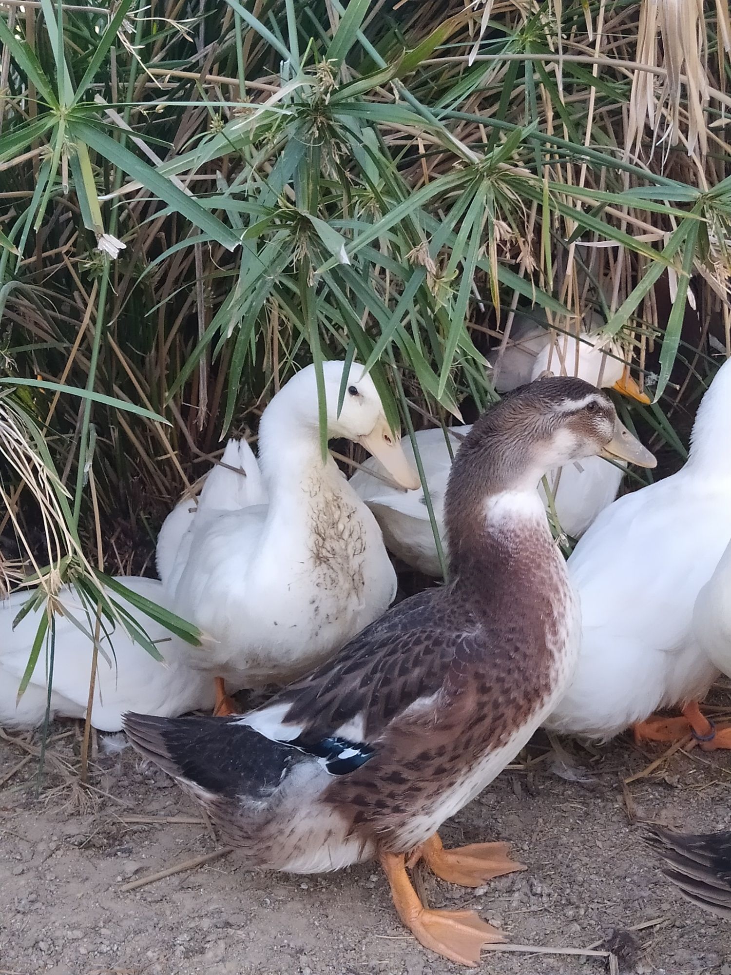 Patos  Rouen .....
