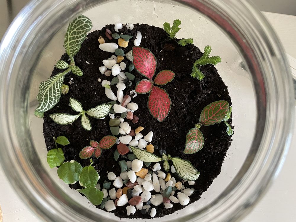 Terrário com plantas (tamanho médio)