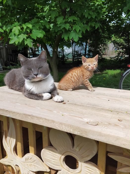 Oddam małe kotki po mamie kot brytyjski