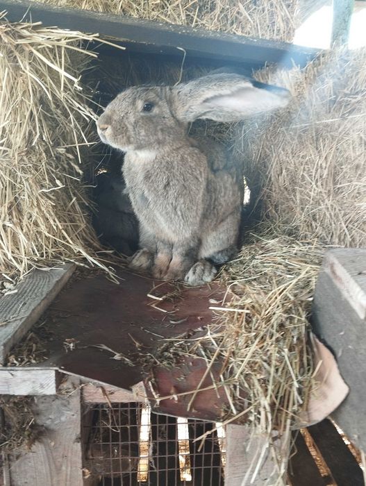 Продам кроликов.