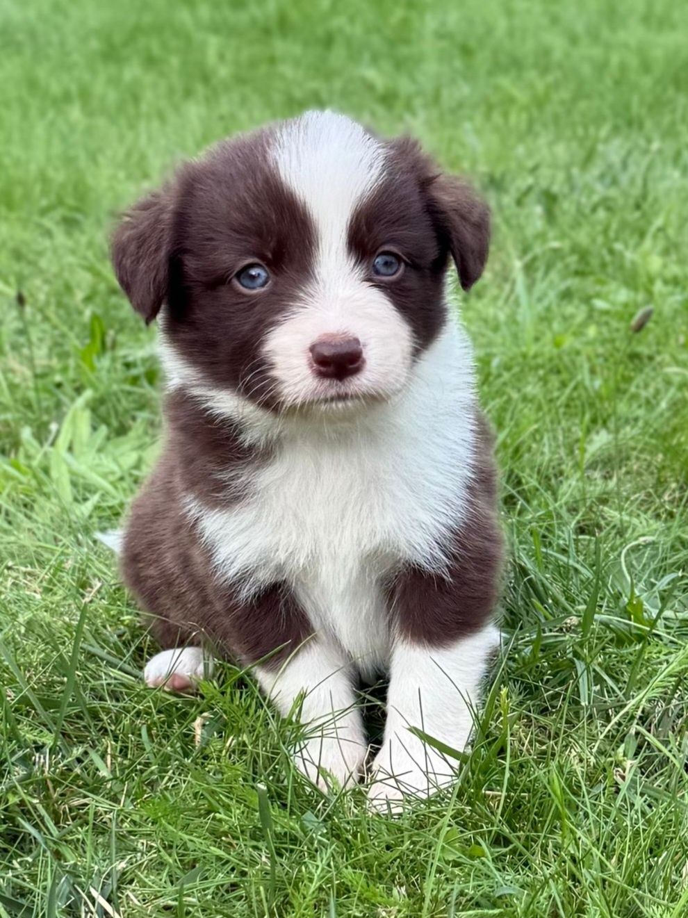 Border Collie Czekoladowo Biały