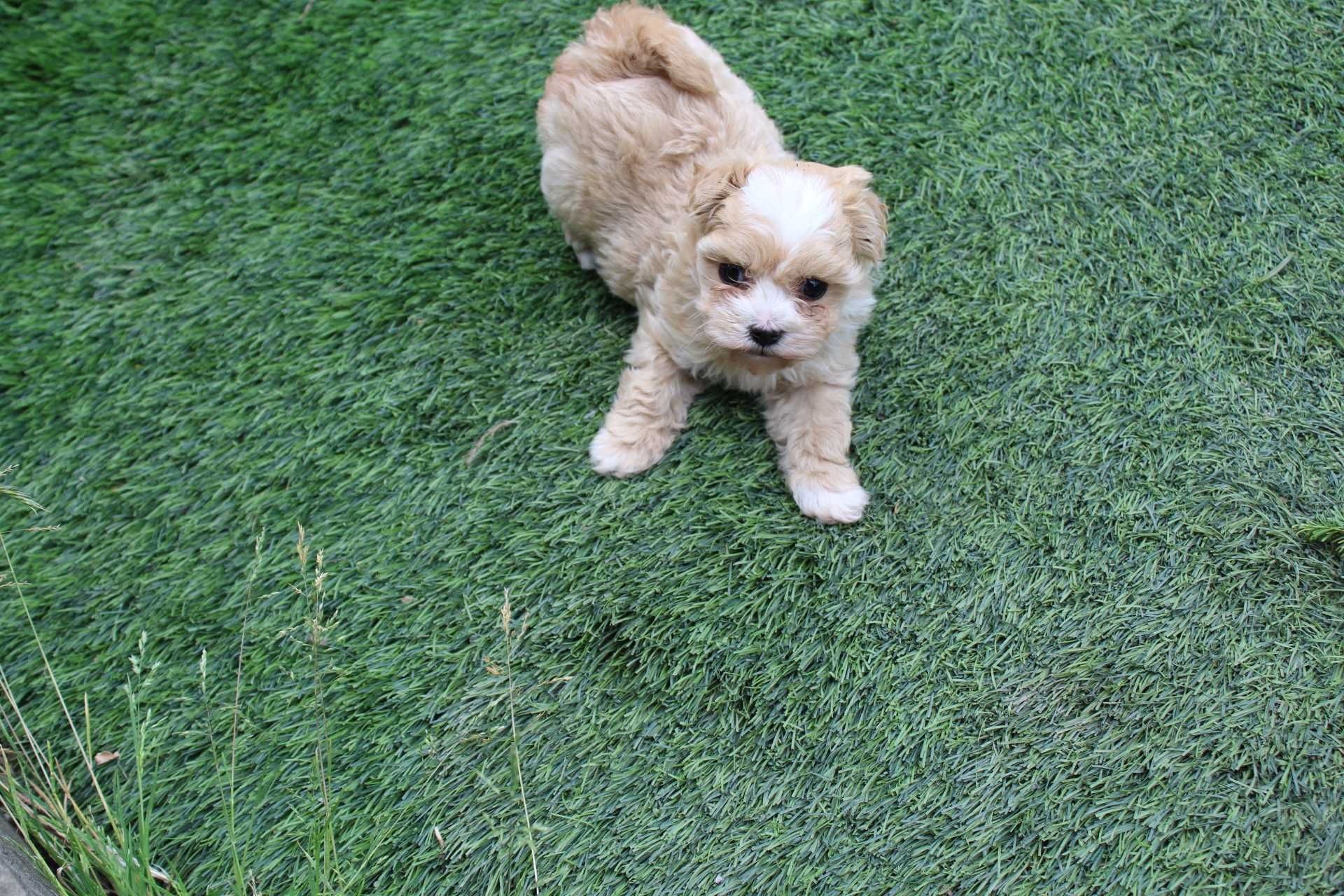 Maltipoo ,Śliczna Malutka Suczka