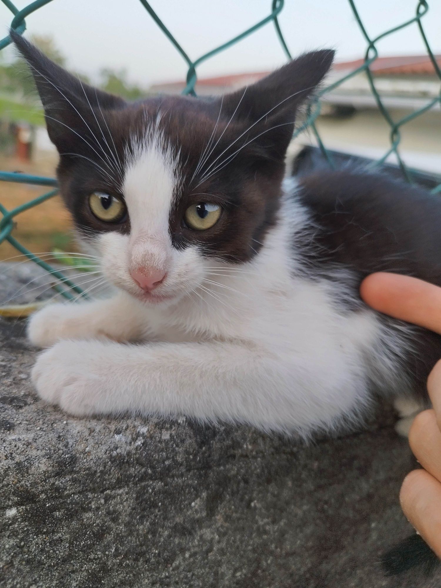 Gatos para adoção