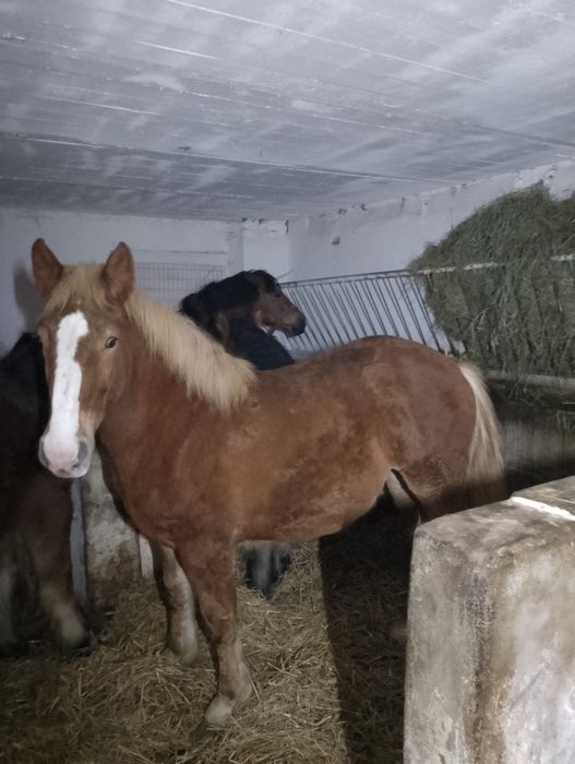 Klaczka pkz grubej budowy.