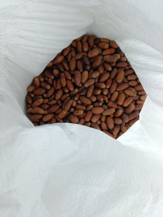 Жолудь, жолуді дуба звичайного (черешчатого) 2025 р.