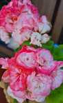 Pelargonia Kolekcjonerska