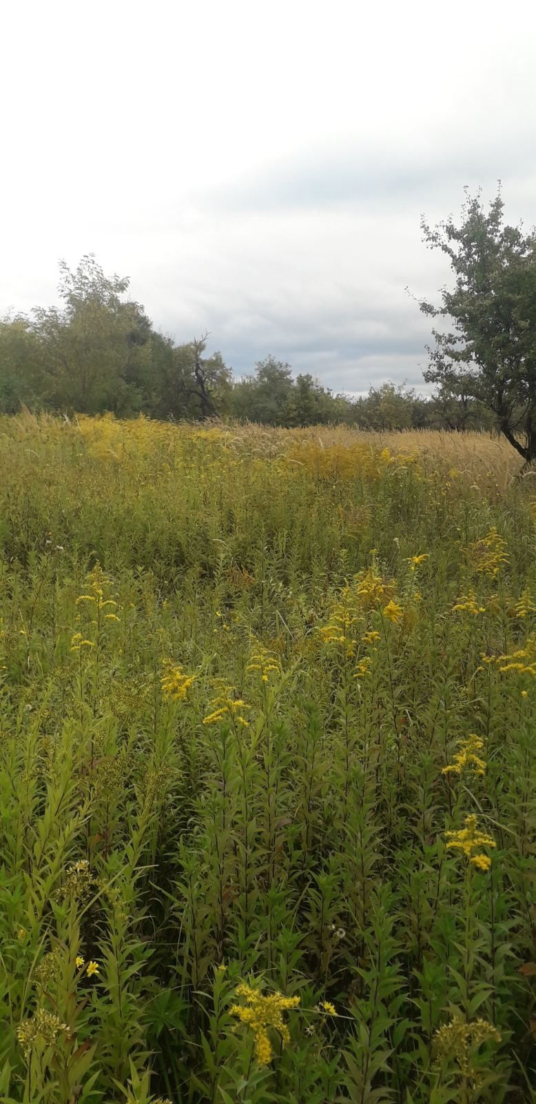 Земельна ділянка в місті Мукачево
