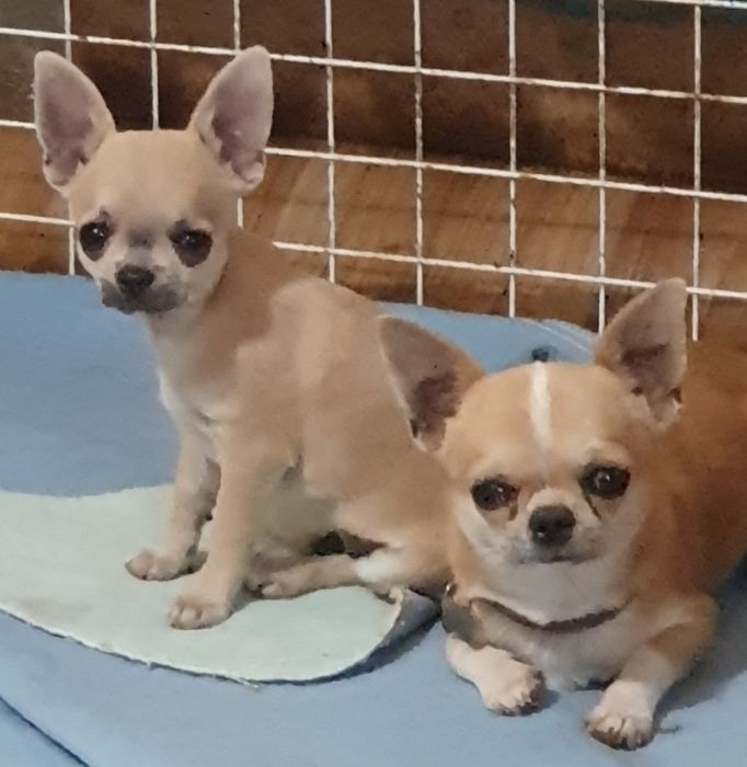 Гладкошерстные мальчики чихуахуа