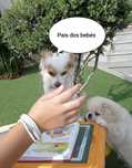 Cães bebés procuram família cheia de amor