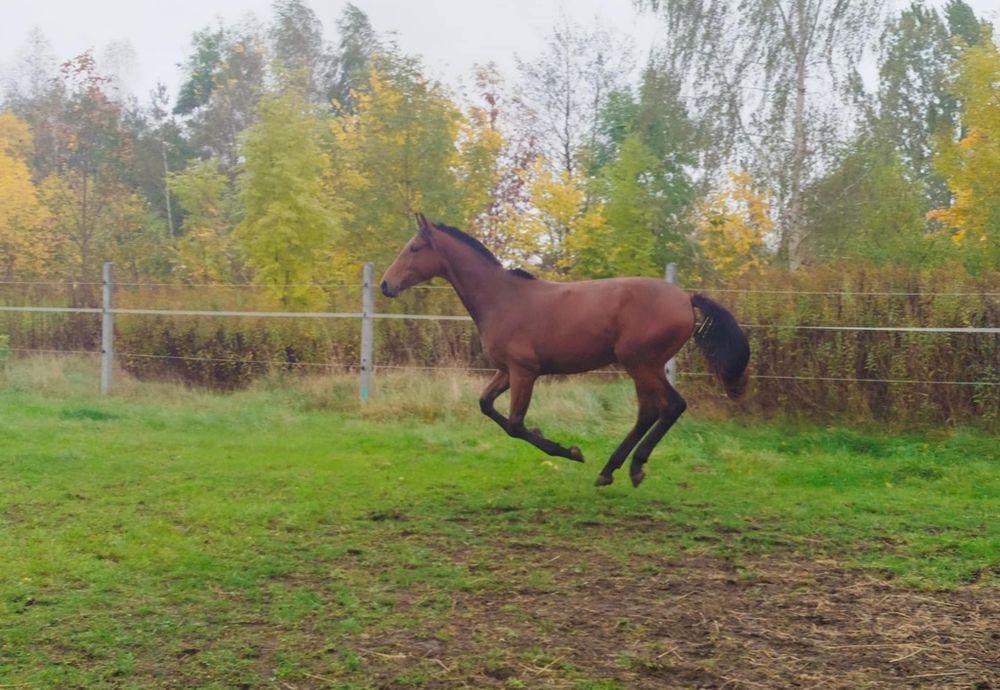 Wałach 1.5 roku po Ebano bardzo wysoki