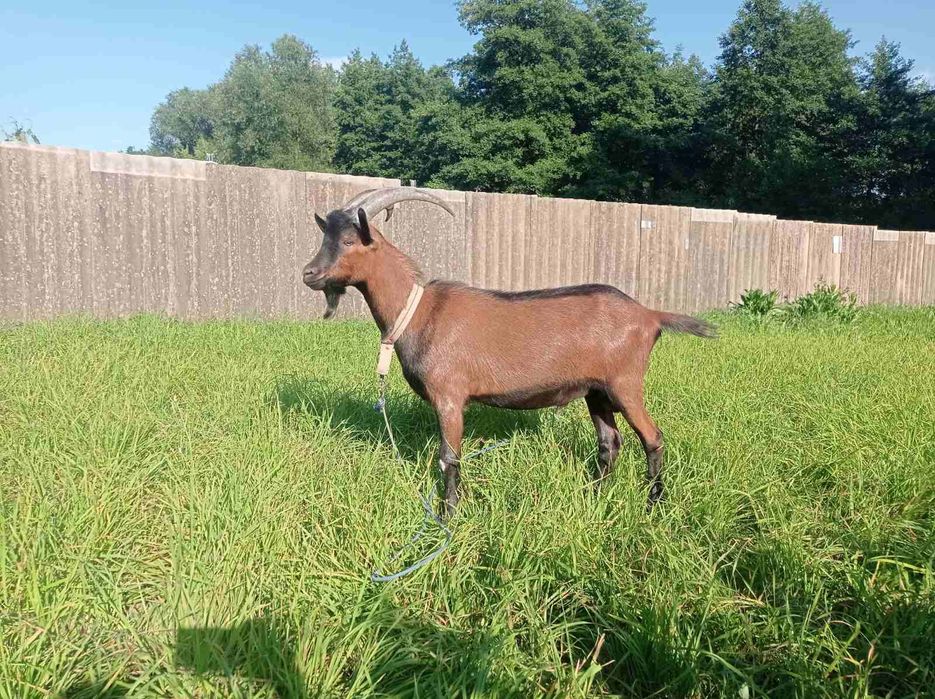 Продається чистокровний альпійський цап 100%