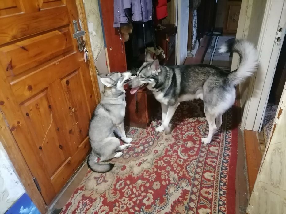 Щенки хаски
