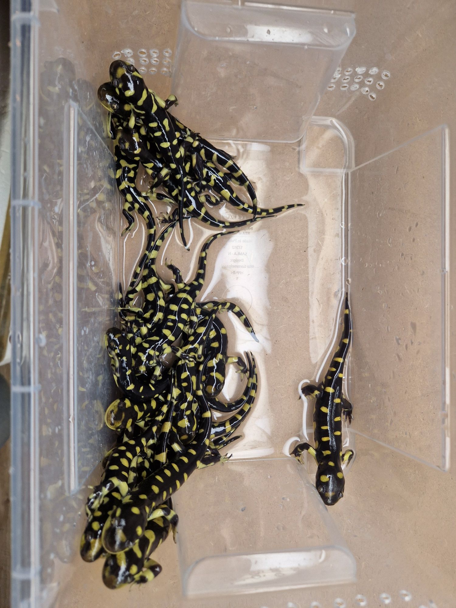 Salamandra tygrysia