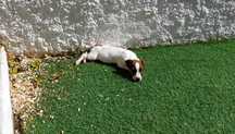 Jack Russel Terrier - Excelente Femea - Pelo Liso - Pedigree