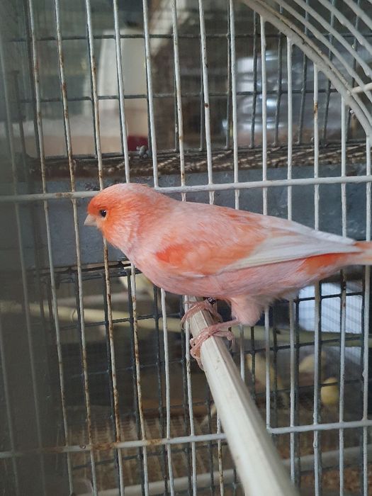 Canário macho grande vermelho nevado