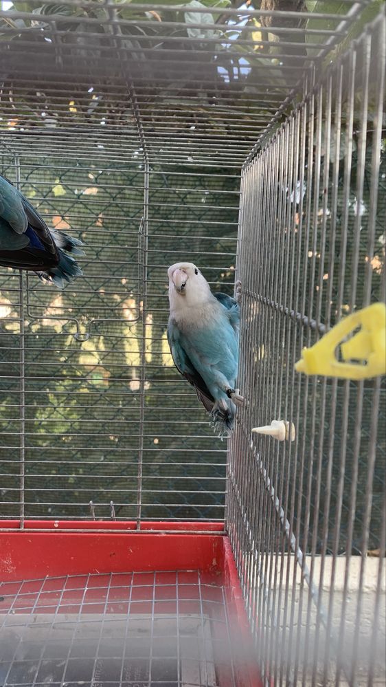 Casal rosicollis longfeather e 2 machos