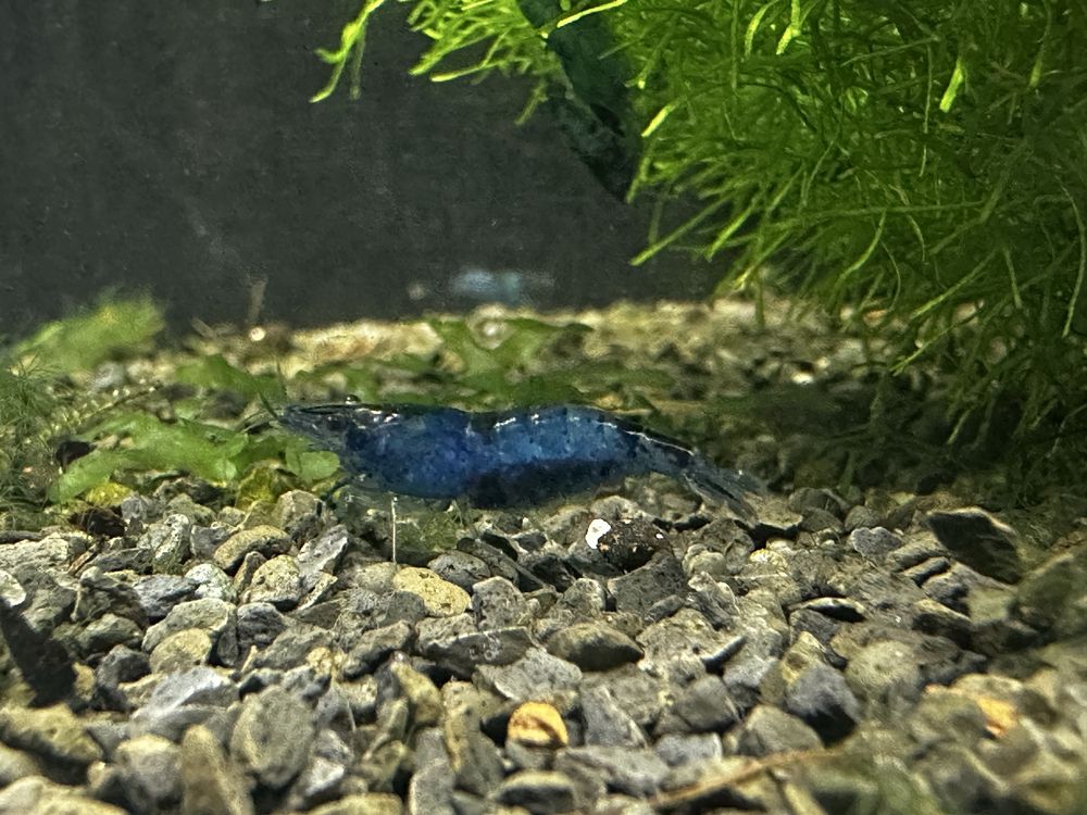 Neocaridina blue dream