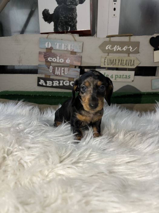 Teckel arlequim  femea