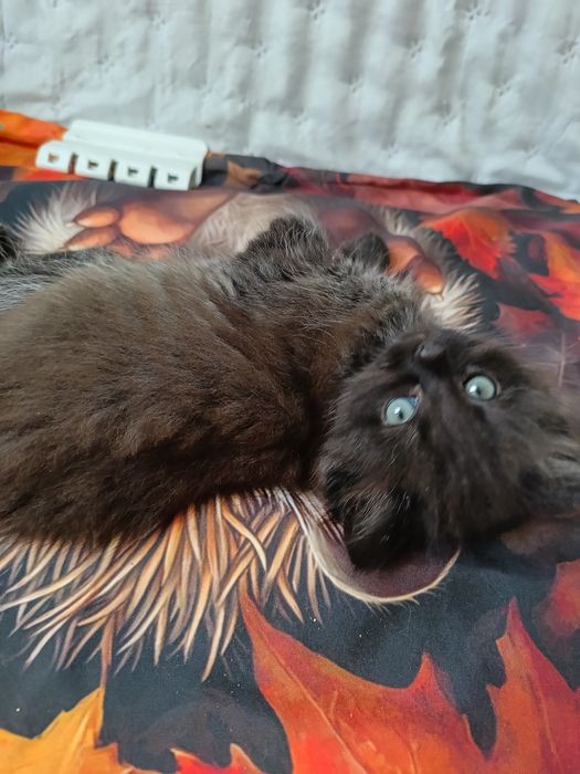 Kocurek Syberyjski .Gotowy do zamiany domu.