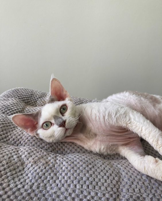 Devon Rex - roczny chłopiec
