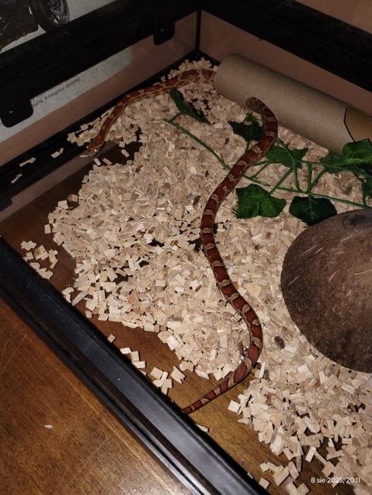 Sprzedam węża zbożowego + pokarm!