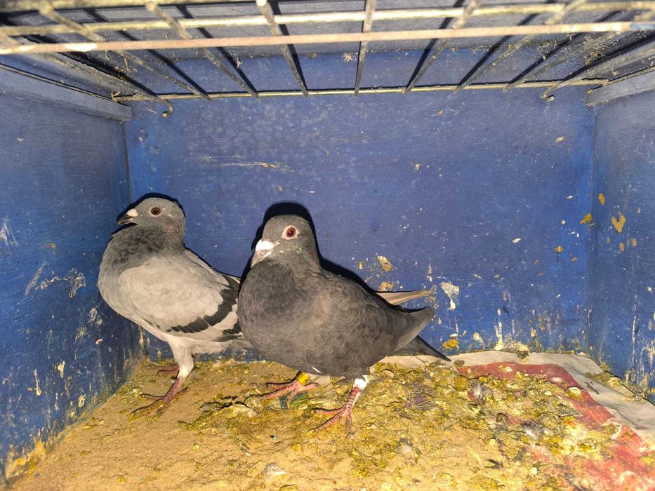 pombos correios reprodutores