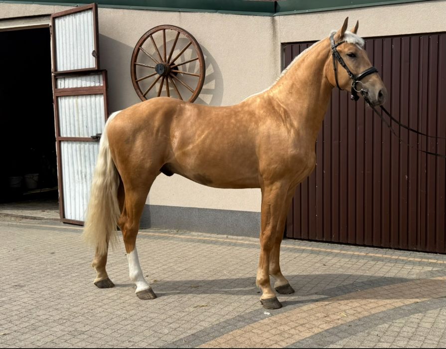 Wałach izabel 2.5 roku