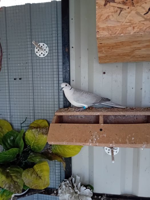 Cukrówki ńiebieskie młode