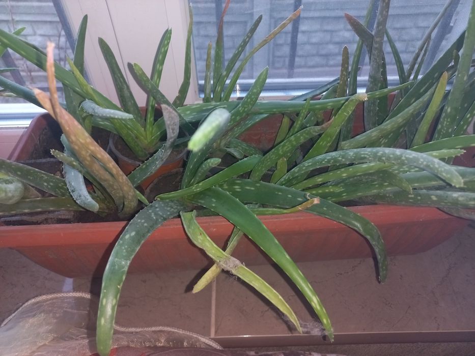 Алоє вера лікувальна